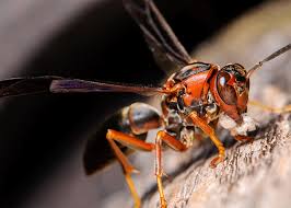 Red Wasp